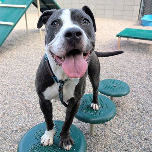 AMBROSIA - American Pit Bull Terrier available for adoption