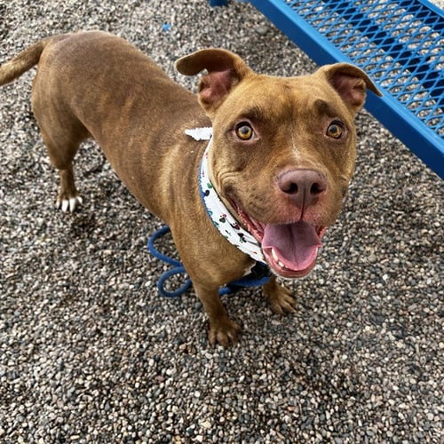 NALA - American Pit Bull Terrier available for adoption