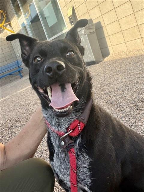 BLAKE - Australian Cattle Dog/Blue Heeler available for adoption