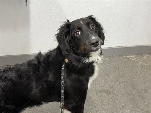 HARPER - Australian Shepherd available for adoption