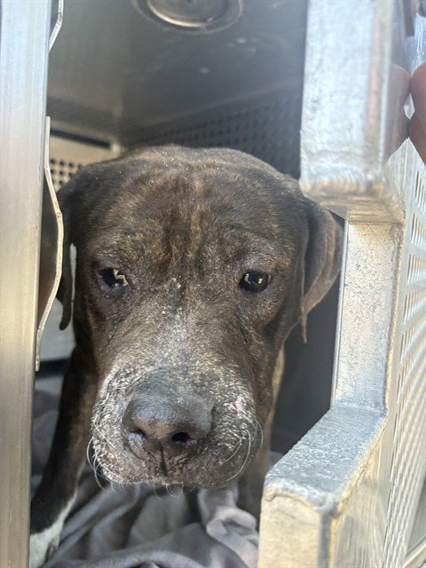 KONDOR - American Pit Bull Terrier available for adoption
