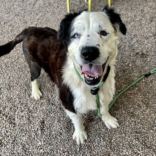 BOGEY - Border Collie available for adoption