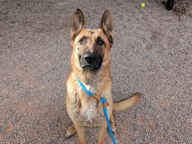 BROOKS - German Shepherd Dog available for adoption
