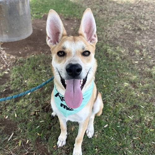 REESES - German Shepherd Dog available for adoption