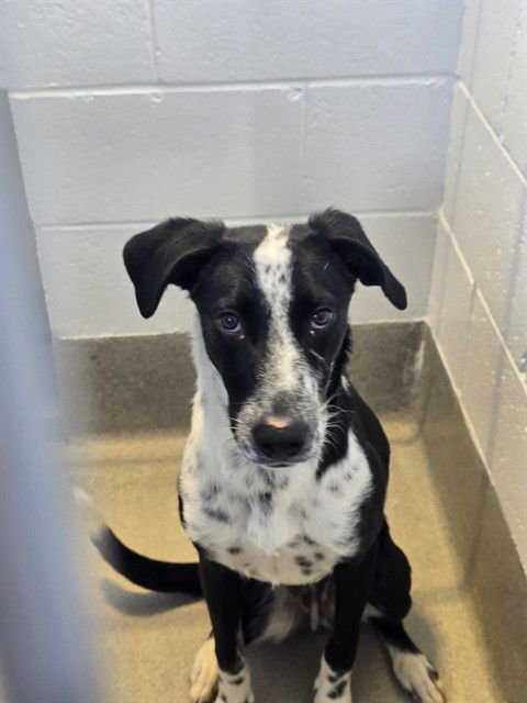 JASPER - Border Collie / Queensland Heeler available for adoption