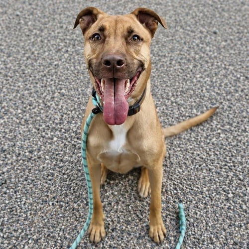 PEANUT - Carolina Dog available for adoption
