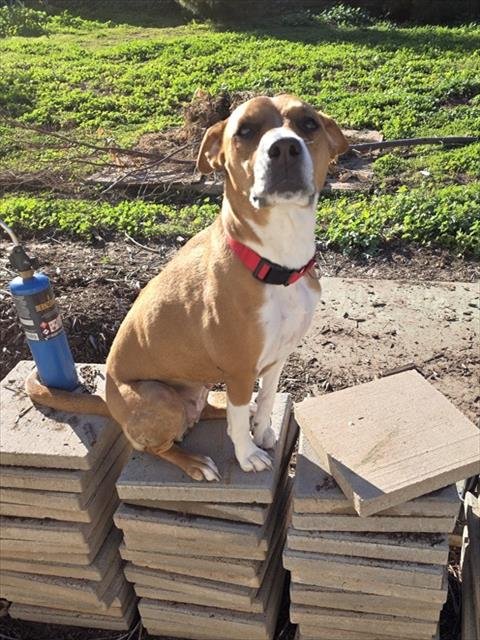 LYLA - American Pit Bull Terrier available for adoption