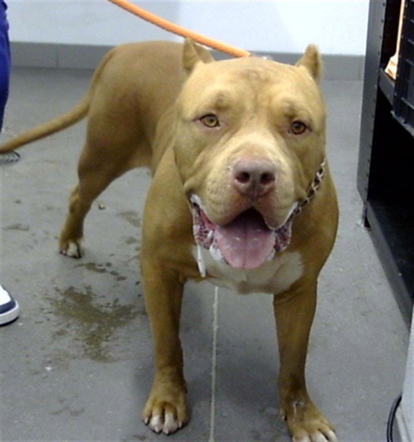BOXER Image