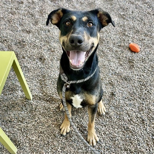 ABBIE - German Shepherd Dog / Labrador Retriever available for adoption