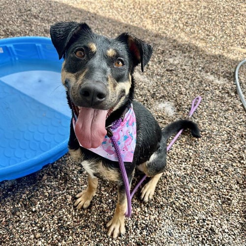 ABBIE - German Shepherd Dog / Labrador Retriever available for adoption