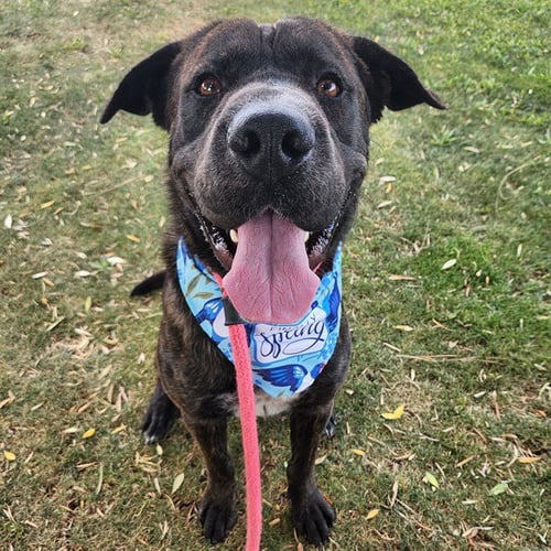 ORION - Labrador Retriever available for adoption