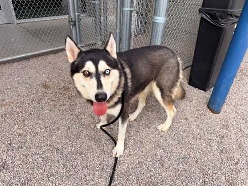 MAX - Husky available for adoption