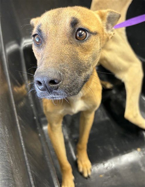 COMET - German Shepherd Dog available for adoption