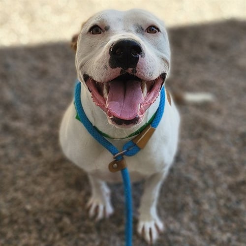 AMY - American Pit Bull Terrier available for adoption