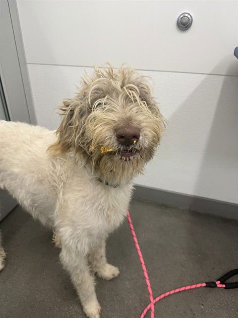 SHEEPY - Old English Sheepdog available for adoption