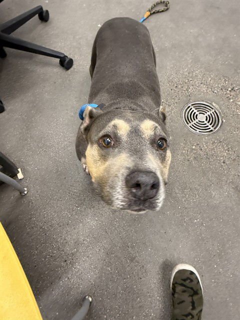 MAYA - American Pit Bull Terrier available for adoption