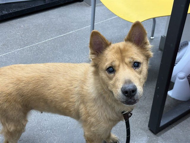 DAKOTA - Akita / Chow Chow available for adoption