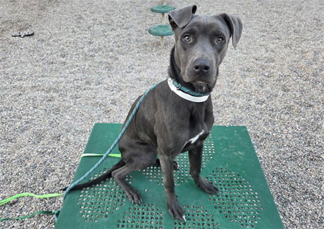 BABY - American Pit Bull Terrier available for adoption