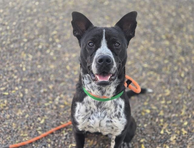 MOON MOON - American Pit Bull Terrier available for adoption