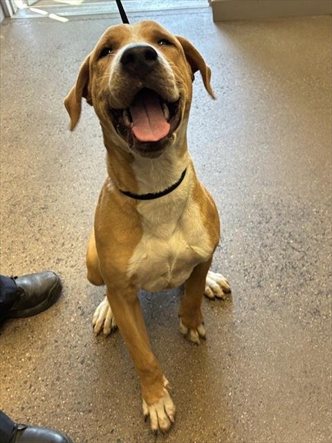 EUGENE - Labrador Retriever available for adoption