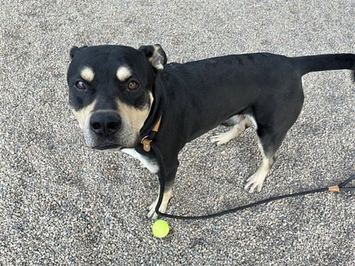 BRIOCHE - Rottweiler / American Staffordshire Terrier available for adoption