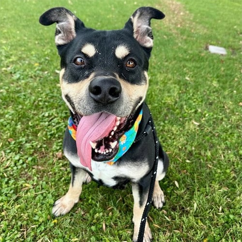 BRIOCHE - Rottweiler / American Staffordshire Terrier for adoption in Mesa