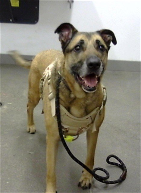 DAISY - German Shepherd Dog available for adoption