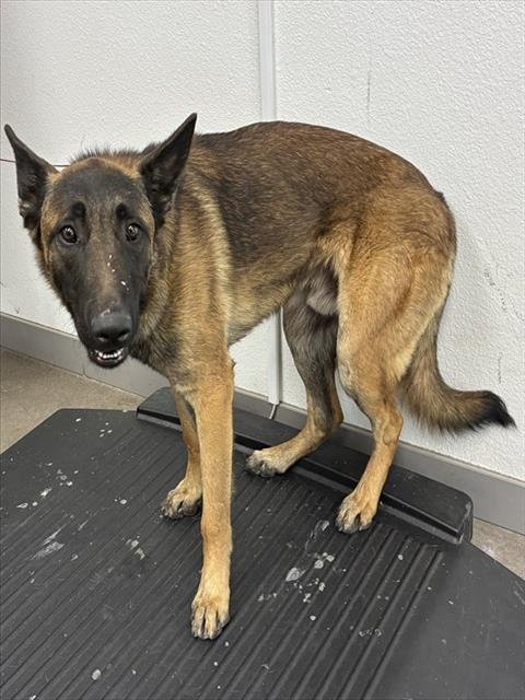 WALDO - German Shepherd Dog available for adoption