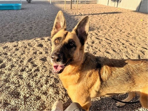 FREYA - German Shepherd Dog available for adoption