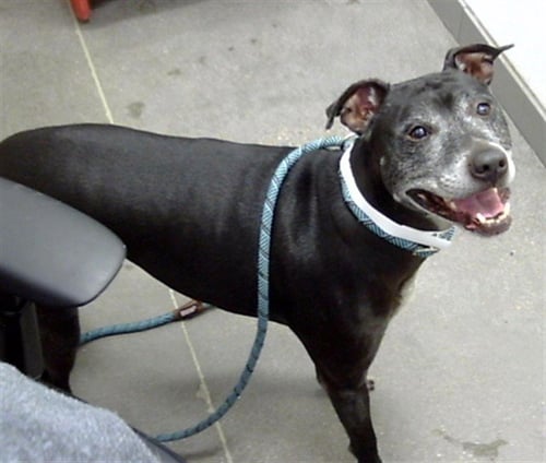 PEPPER - American Pit Bull Terrier available for adoption