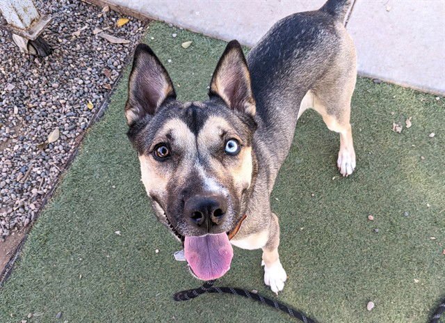 STARFIRE - Siberian Husky / German Shepherd Dog available for adoption