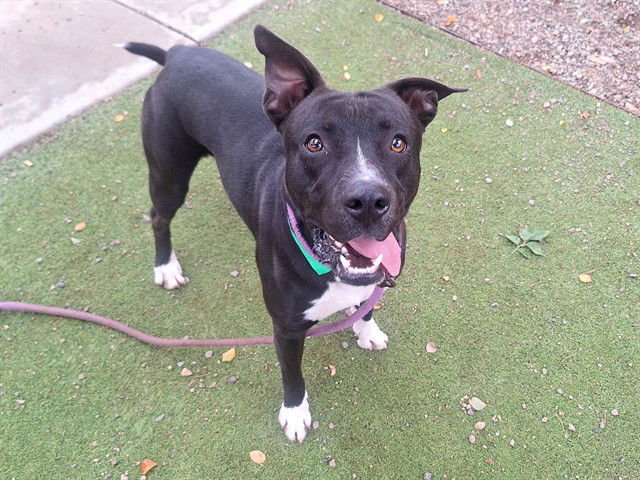 ZEKE - Staffordshire Bull Terrier available for adoption