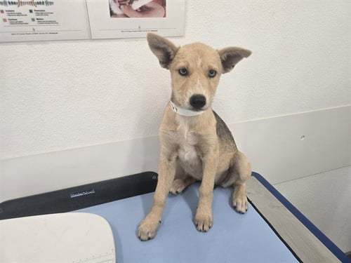 OAKLEY - Husky / German Shepherd Dog available for adoption