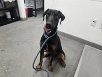 VADER - Photo 1