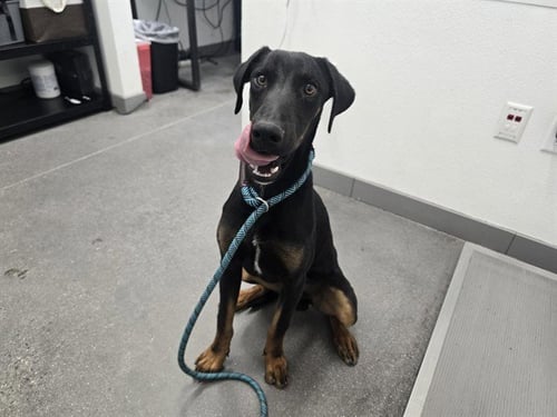 VADER - Doberman Pinscher available for adoption