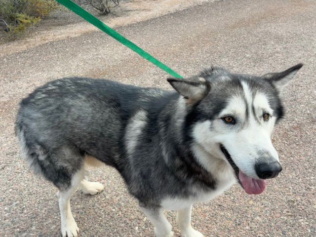 YAMAHA - Alaskan Malamute available for adoption