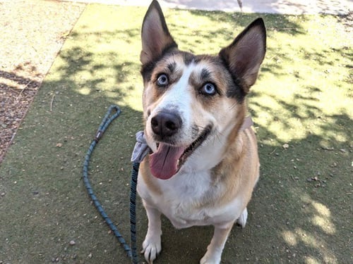 STELLA - Siberian Husky available for adoption