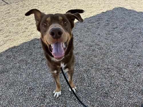 WILEY - Labrador Retriever / German Shepherd Dog available for adoption