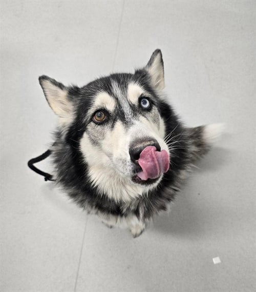 BALTO - Husky available for adoption