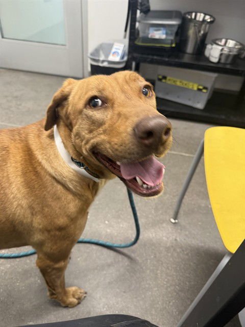 SHELBE - Catahoula Leopard Dog available for adoption