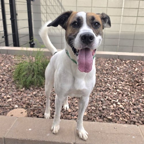 DUKE - American Pit Bull Terrier / Labrador Retriever available for adoption
