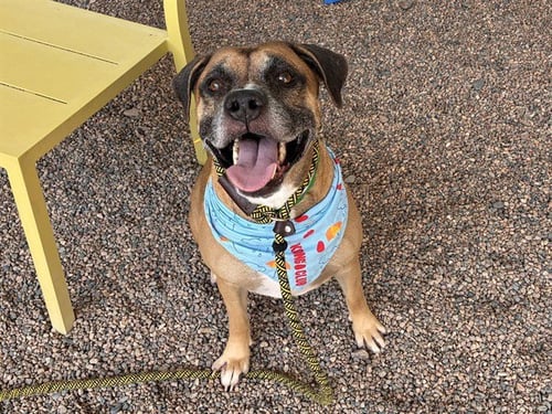 BUMBLE - Boxer available for adoption