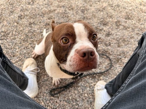 BAGUETTE - Boston Terrier available for adoption