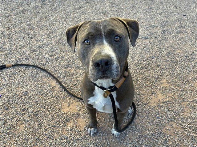 ZEEKE - American Pit Bull Terrier for adoption in Tempe