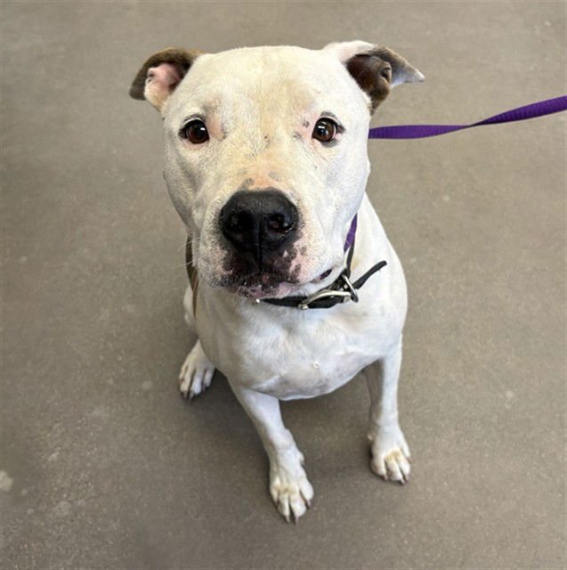 JED - American Pit Bull Terrier for adoption in Tempe