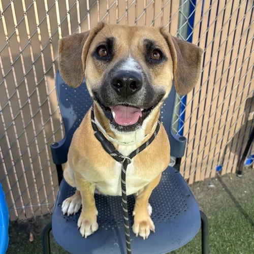 DIVA - American Pit Bull Terrier available for adoption