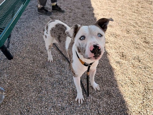 MARVYN - American Pit Bull Terrier available for adoption