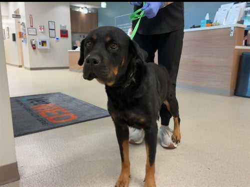 WAFFLES - Rottweiler available for adoption