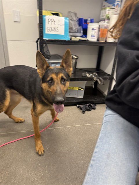 SMOKEY - German Shepherd Dog available for adoption