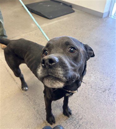 CYCLONE - American Pit Bull Terrier available for adoption